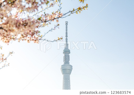 「東京」隅田公園春景 「東京」隅田公園春景 123683574
