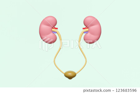 kidneys with bladder isolated on green background. 3d illustration render kidneys with bladder isolated on green background. 3d illustration render 123683596
