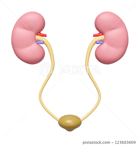 kidneys with bladder isolated. 3d illustration render 123683609