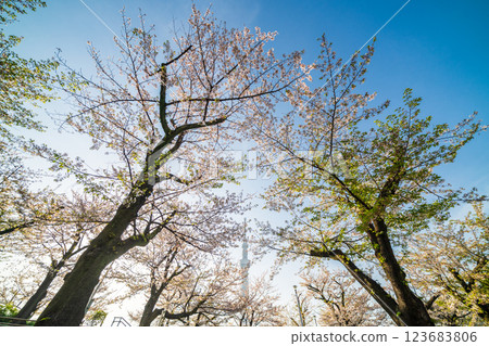 「東京」 春天的隅田公園和東京晴空塔的櫻花 123683806