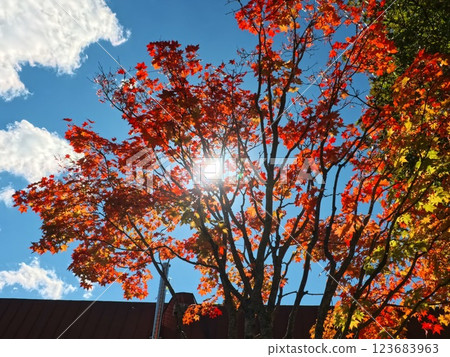 秋葉和太陽 2 123683963