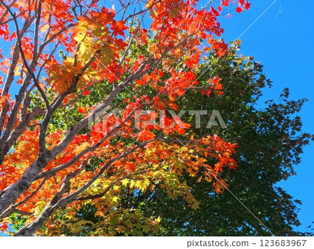 Autumn leaves exposed to sunshine 123683967