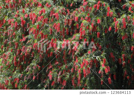 Red bottlebrush in full bloom 123684113