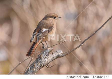 冬季鳥類：達烏爾紅尾鴝，雌性 123684168