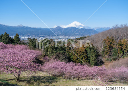 Early-blooming cherry blossoms in full bloom at Ooiyume Village Early-blooming cherry blossoms in full bloom at Ooiyume Village 123684354