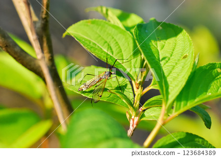 A large capuchin crane fly with a flashy black pattern on a yellow background. A large capuchin crane fly with a flashy black pattern on a yellow background. 123684389