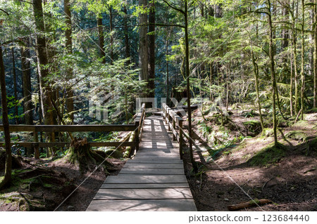 Beautiful wooden path in the rainforest. Lynn Canyon Park, North Vancouver, British Columbia, Canada. Beautiful wooden path in the rainforest. Lynn Canyon Park, North Vancouver, British Columbia, Canada. 123684440