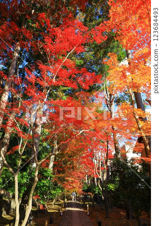 Autumn leaves at Rokuo-in Temple Autumn leaves at Rokuo-in Temple 123684493