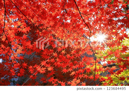 Autumn leaves at Rokuo-in Temple 123684495