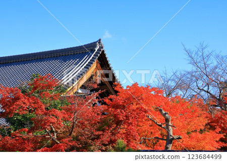 Autumn leaves at Rokuo-in Temple 123684499