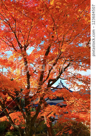 Autumn leaves at Rokuo-in Temple 123684507