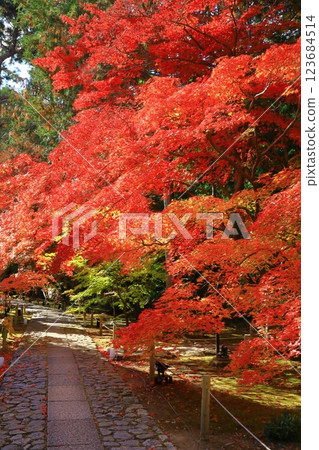 Autumn leaves at Rokuo-in Temple 123684514