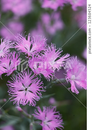 桃紅色Kawarana de ciso花 123684524