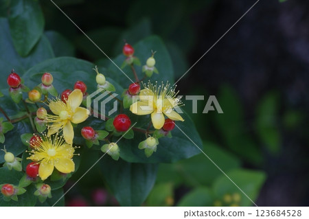 Yellow flowers of Hypericum kobozu Yellow flowers of Hypericum kobozu 123684528