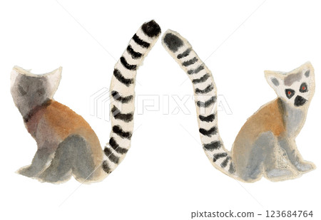Sitting Ring-tailed Lemur Sitting Ring-tailed Lemur 123684764