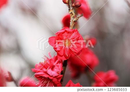 紅梅花 123685033