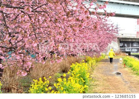 A woman walking her dog on the Koidegawa Promenade with cherry blossoms in full bloom and light rain 123685155