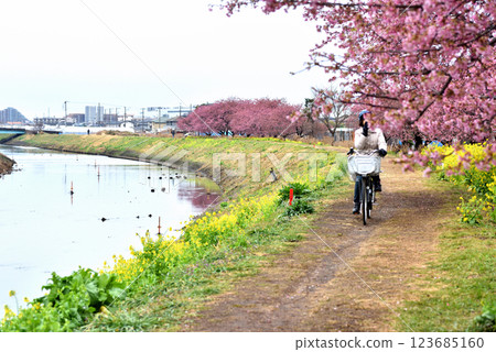 People cycling along the Chigasaki Koidegawa Promenade People cycling along the Chigasaki Koidegawa Promenade 123685160