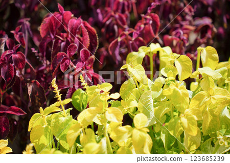 多彩的彩葉 多彩的彩葉 123685239