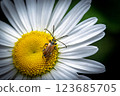Macro Shot of Beetle Mating on a Daisy 123685705