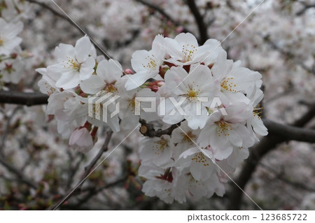 染井吉野櫻盛開 123685722