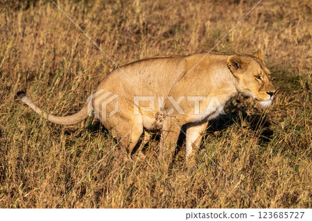 Female lion in the Serengeti Female lion in the Serengeti 123685727