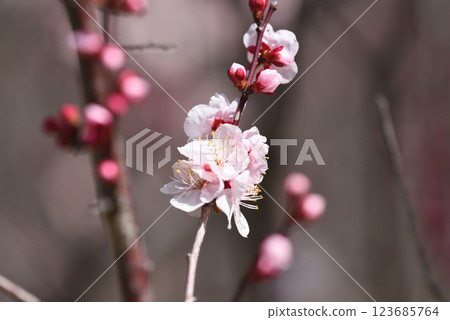 知多市佐夫里池的梅花盛開 123685764