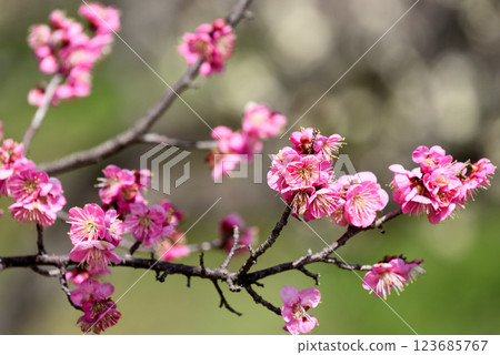 知多市佐夫里池的梅花盛開 123685767