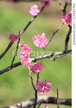 知多市佐夫里池的梅花盛開 123685768