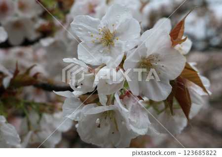 Omuro-sakura in full bloom Omuro-sakura in full bloom 123685822