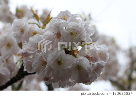 Omuro-sakura in full bloom 123685824