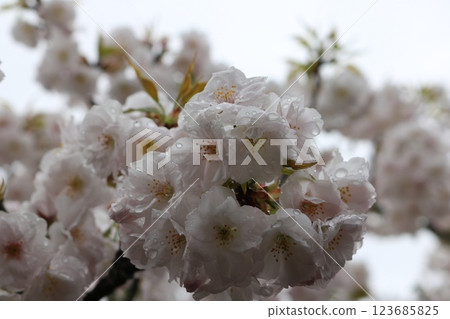 Omuro-sakura in full bloom 123685825