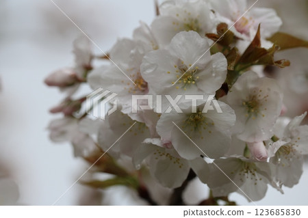 Omuro-sakura in full bloom 123685830