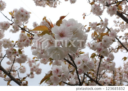 Omuro-sakura in full bloom 123685832