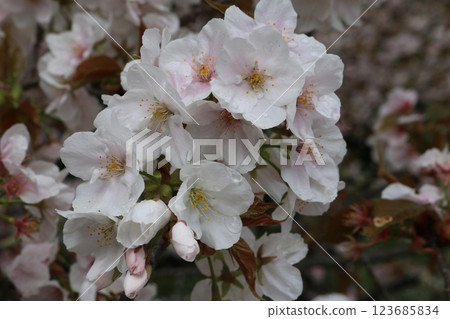 Omuro-sakura in full bloom 123685834