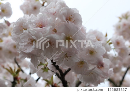 Omuro-sakura in full bloom Omuro-sakura in full bloom 123685837