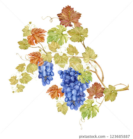 Grape vine with intertwined shoots, bunches of blue grapes and leaves. Large grape branch, watercolor illustration. Clipart for winery or tasting design. Vineyard with black berries in retro style. Grape vine with intertwined shoots, bunches of blue grapes and leaves. Large grape branch, watercolor illustration. Clipart for winery or tasting design. Vineyard with black berries in retro style. 123685887