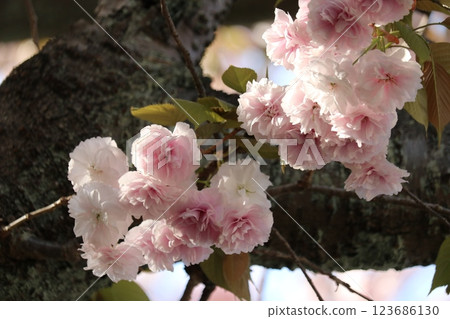 盛開的重瓣櫻花 123686130