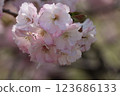 Double blossom sakura in full bloom 123686133