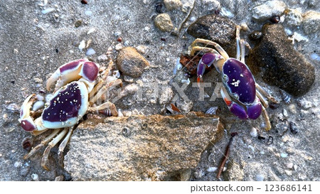 Two crabs traverse golden shoreline with rhythmic steps, shells reflecting subtle ocean shimmer, delicate patterns of sand ripple under their movement, blending into marine ecosystem. Two crabs traverse golden shoreline with rhythmic steps, shells reflecting subtle ocean shimmer, delicate patterns of sand ripple under their movement, blending into marine ecosystem. 123686141