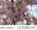Ezoyama-sakura in full bloom 123686247