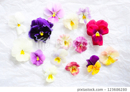 各種中提琴花，花卉背景 123686280