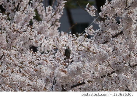 blue rockthrush resting on cherry branch 123686303