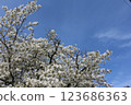 Someiyoshino cherry blossoms in full bloom against the blue sky 123686363