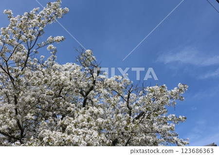 Someiyoshino cherry blossoms in full bloom against the blue sky 123686363