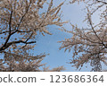 Someiyoshino cherry blossoms in full bloom against the blue sky 123686364