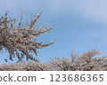 Someiyoshino cherry blossoms in full bloom against the blue sky 123686365