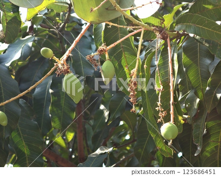 Mango tree 123686451