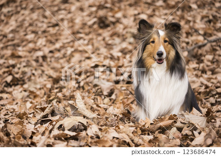 Sheltie dog sitting on a pile of fallen leaves 123686474