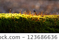 Springtime in the forest. Spring plants are breaking through on the green moss. 123686636